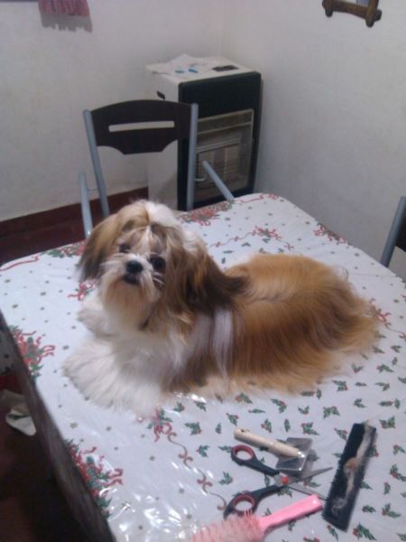 Vendo Cachorros Shih Tzu