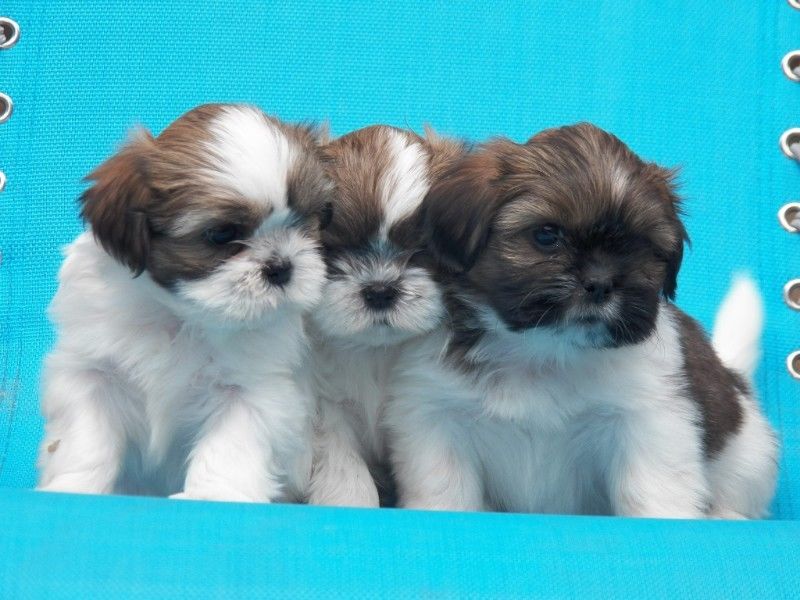 Vendo Cachorros Shih Tzu