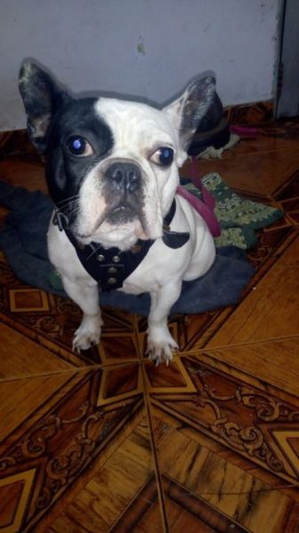 Vendo bulldog frances hembra de 20 meses con papeles