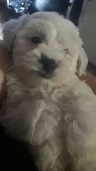 Vendo cachorro bichon habanero