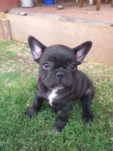 Vendo cachorros Bulldogs Francés GEN Blue