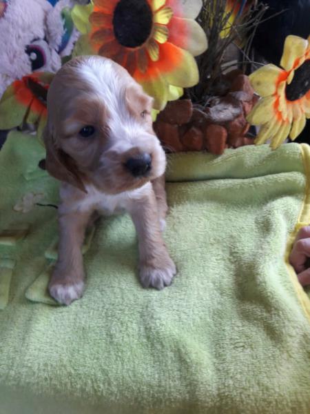 Vendo cachorros de cocker spaniel