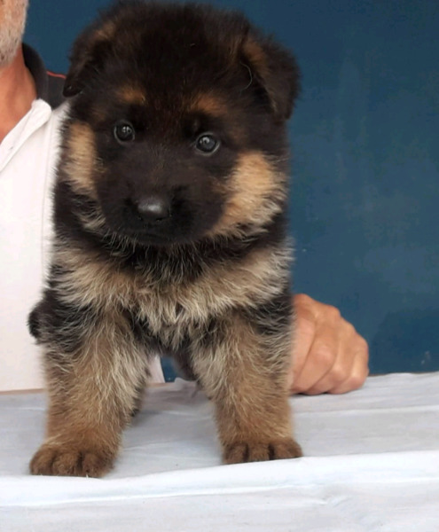 Vendo cachorros ovejero A