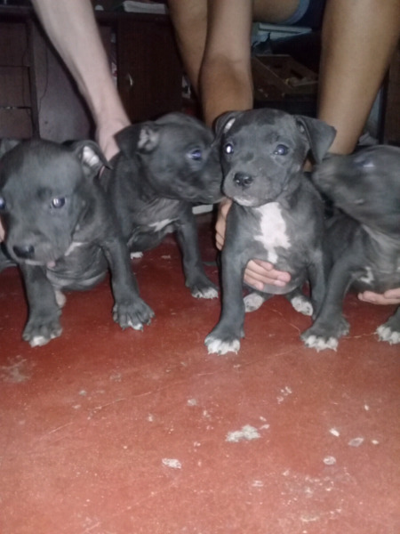 Vendo cachorros pitbull