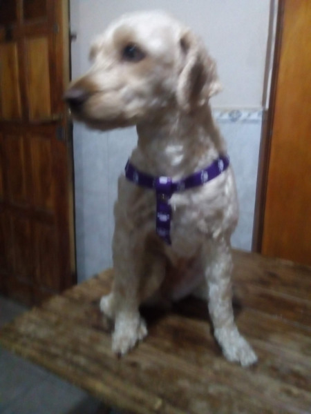 Vendo collares y pecheras para perros