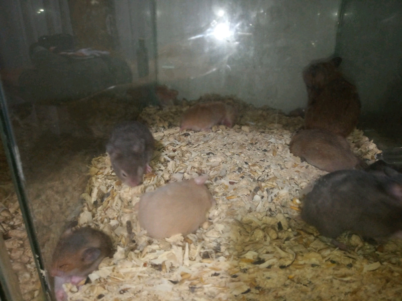 Vendo hamster bebes