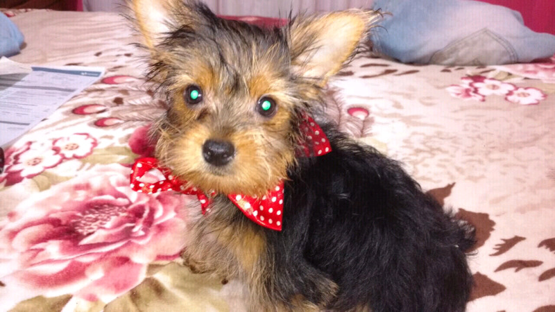 Yorkshire mini macho Hermoso!!!