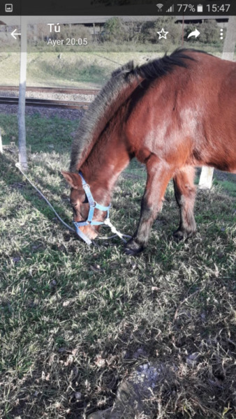 caballo.petiso muy bien cuidado