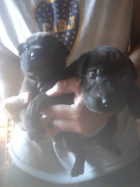 shar pei chinitos negros