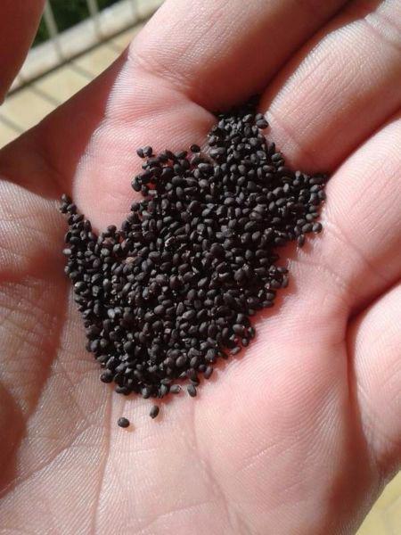 50 semillas de albahaca genovesa