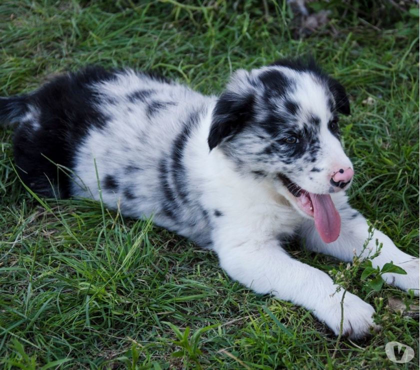 Border Collies.