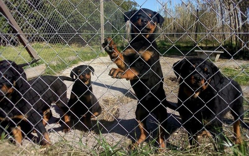 Cachorro Rottweiler macho