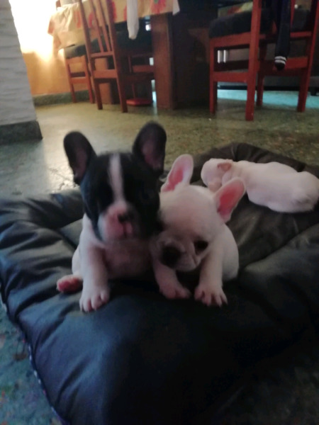 Cachorros Bulldog Frances con gen blue