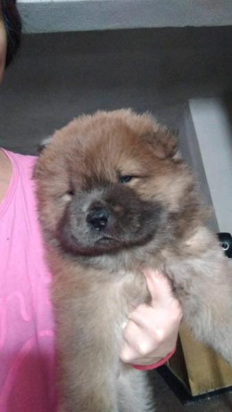 Cachorros chow chow.