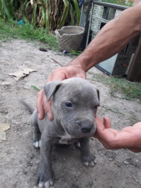 Cachorros pitbull blue