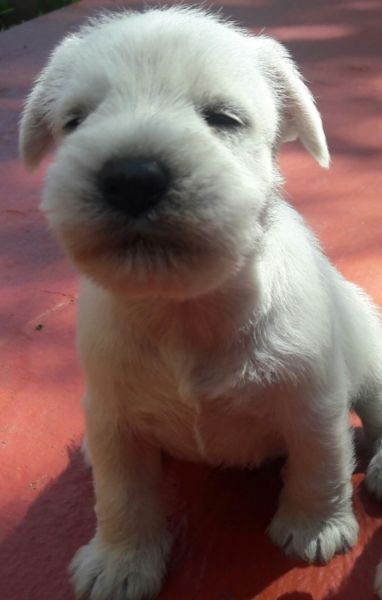 Cachorros schnauzer mini blancos