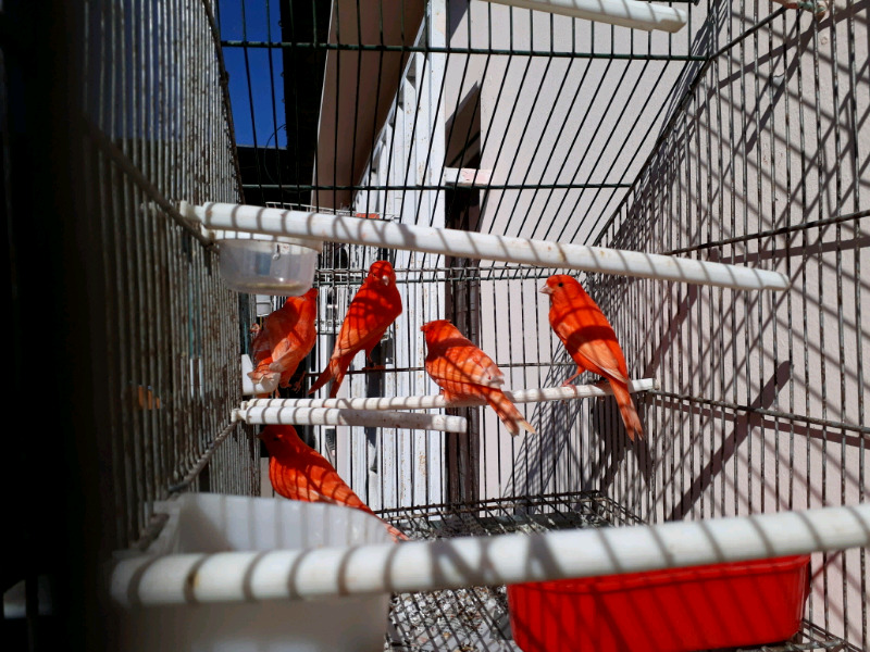 Canarios Rojos, Amarillos y Gloster