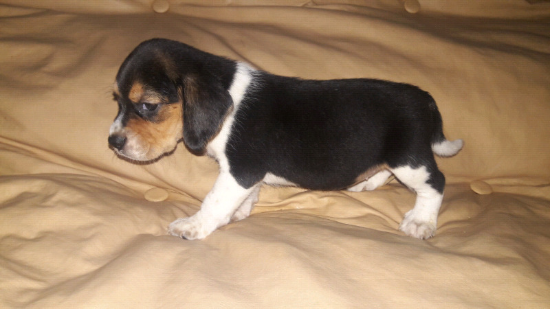 Beagles tricolor 13"