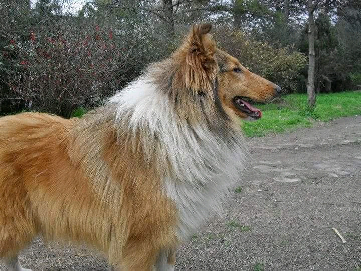 COLLIE CACHORROS DORADO TRIC