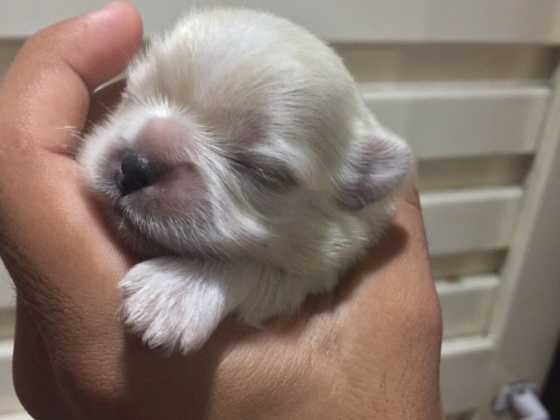 Pekineses Imperiales Blancos