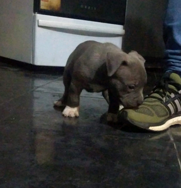 american bully.