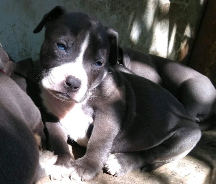 american bully listos para entregar