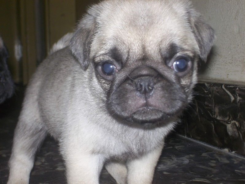 pug carlino/machos y hembra