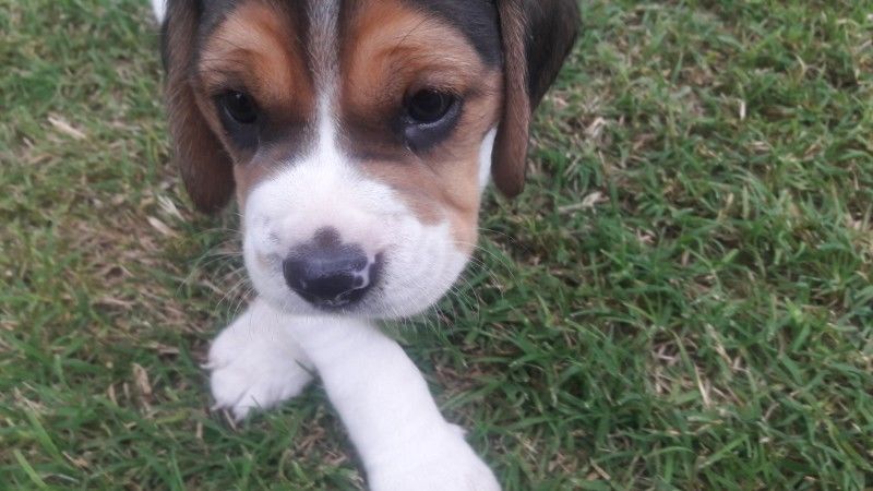 Beagles Tricolor Cachorros 4 semanas