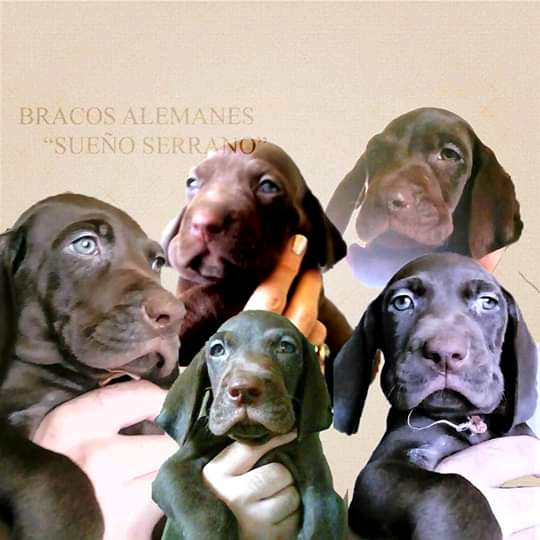 Excelentes Cachorros Bracos /Weimaraner