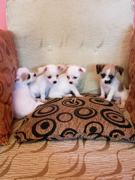 Hermosos cachorros cruzas