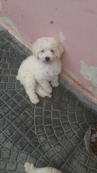 Vendo Caniche toy