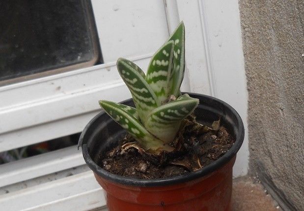 planta aloe variegatta en maceta 9