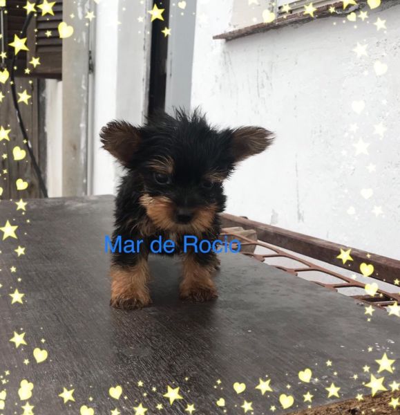 Cachorro Macho Yorkshire