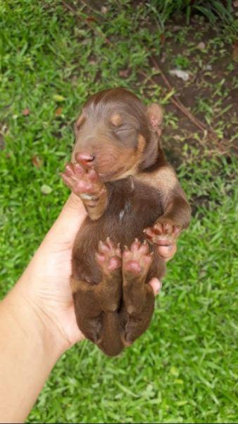 Doberman Cachorros Marrones.