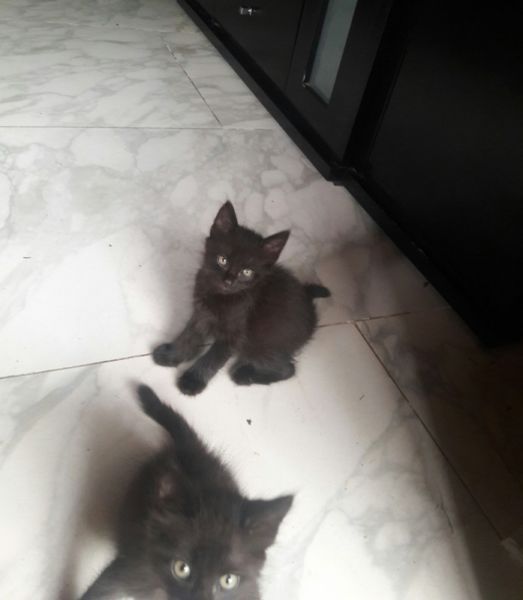 Gatitos en adopcion