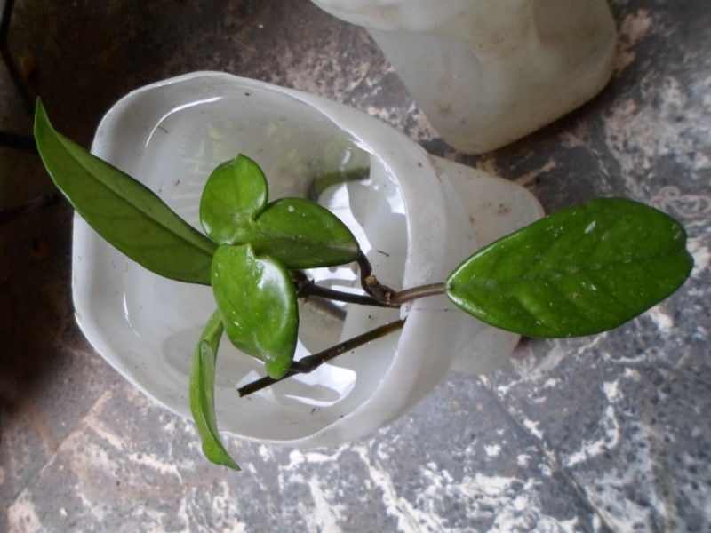 Hoya Carnosa - Planta - Flor de Porcelana