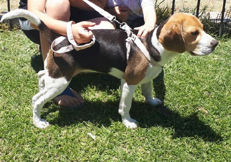 PERRITA BEAGLE CACHORRA