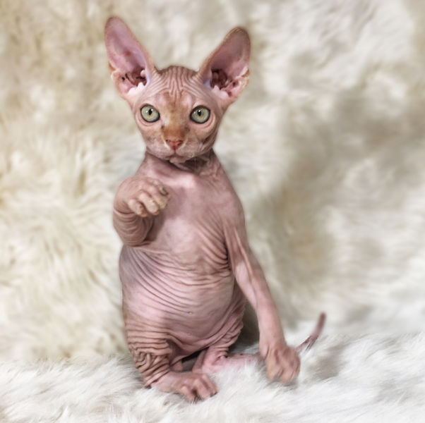 Pendiente gatito sphynx gato sin pelo pelado apto cria con