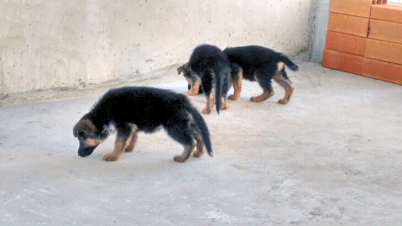 Vendo cachora ovenjora aleman pura