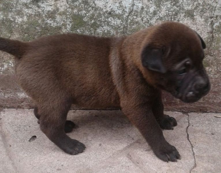 shar pei chinitos macho y hembra