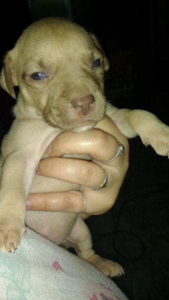Cachorrita Pitbull red nose