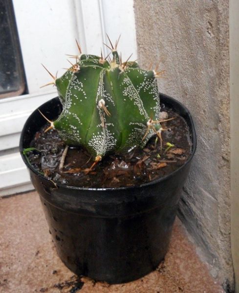Cactus Astrophytum capricorne maceta 12