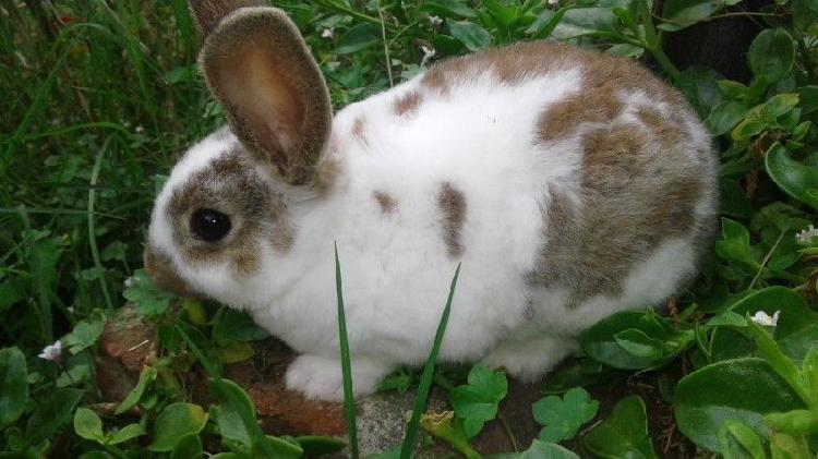 Conejitas mini rex vendo o cambio por cobaya o gallinas