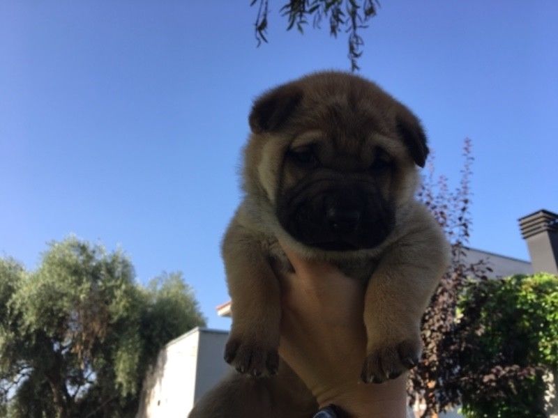 Vendo cachorros cruza Shar Pei Ovejero