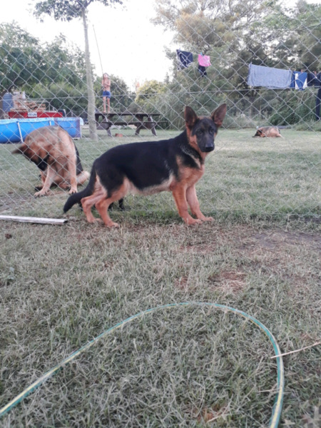 CACHORRA OVEJERO ALEMÁN