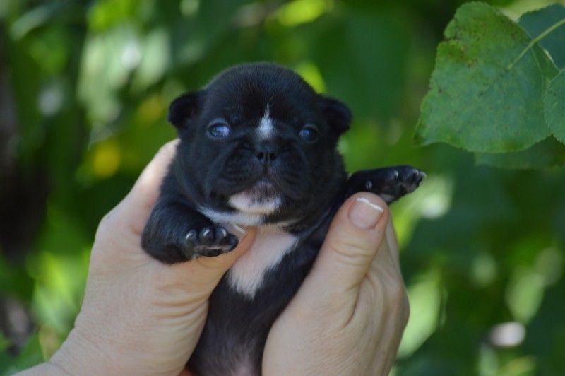 Cachorros bulldog francés