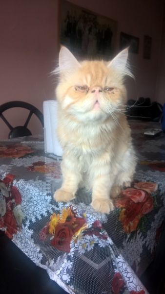 Vendo gatito persa macho vacunado