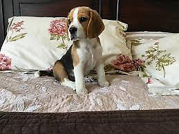 cachorra beagle 50dias