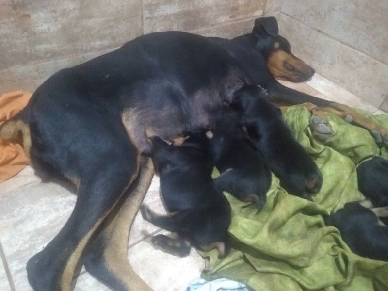 doberman cachorros 