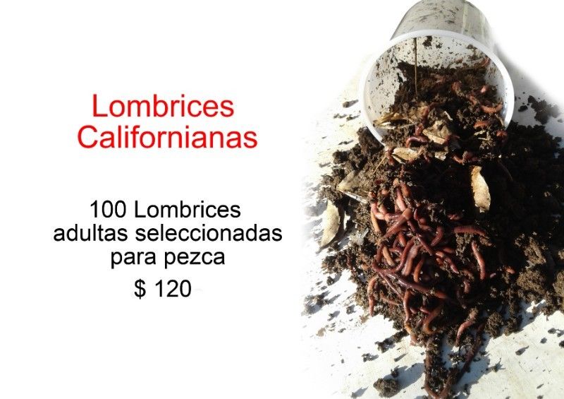 100 lombrices californianas